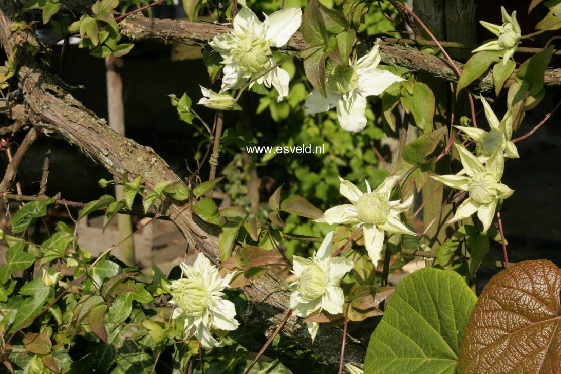 Clematis 'Albina Plena'