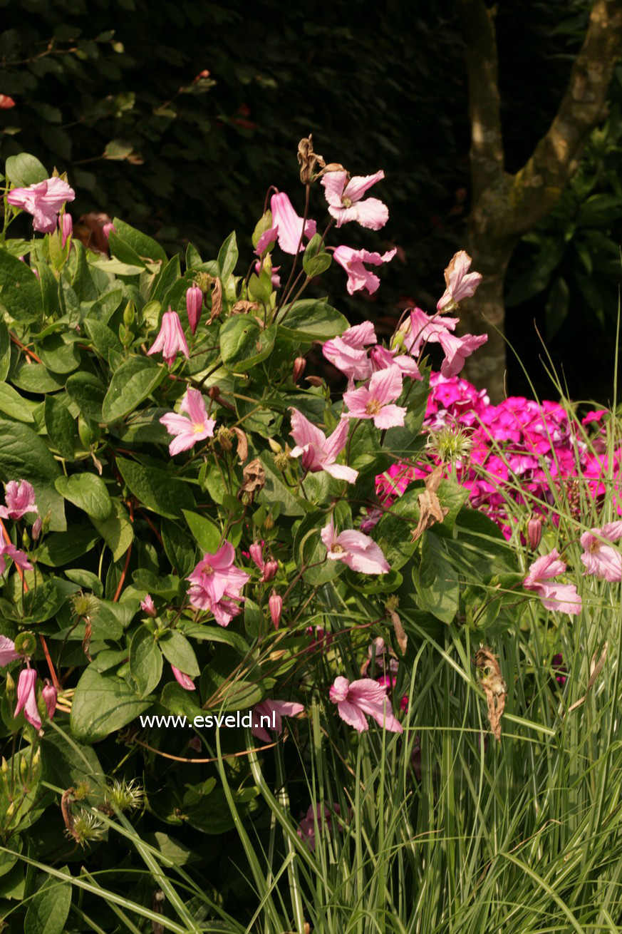 Clematis 'Aljonushka'