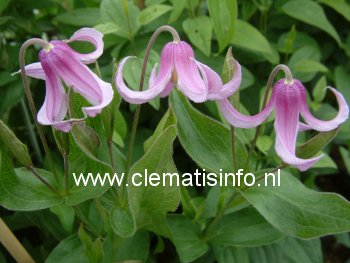 Clematis 'Andante'