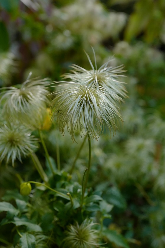 Clematis 'Aureolin'
