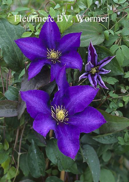 Clematis 'Daniel Deronda'