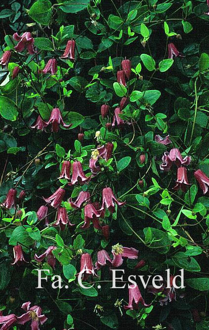 Clematis 'Etoile Rose'