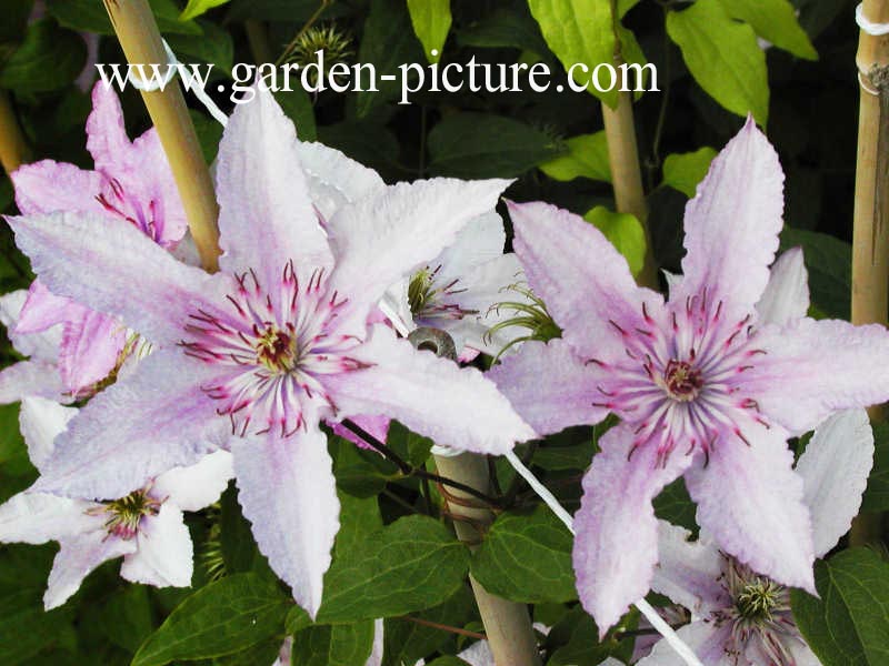 Clematis 'Hagley Hybrid'