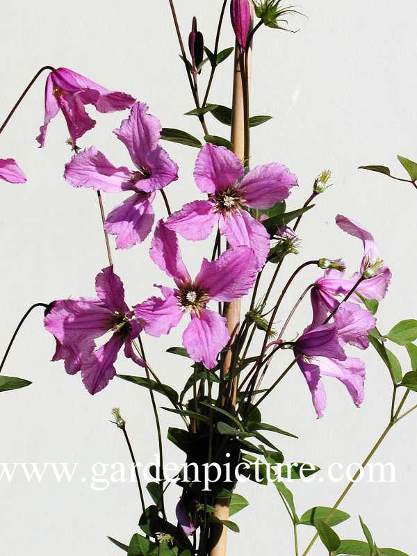 Clematis 'Hendryetta'