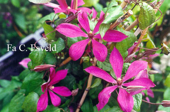 Clematis 'Madame Julia Correvon'