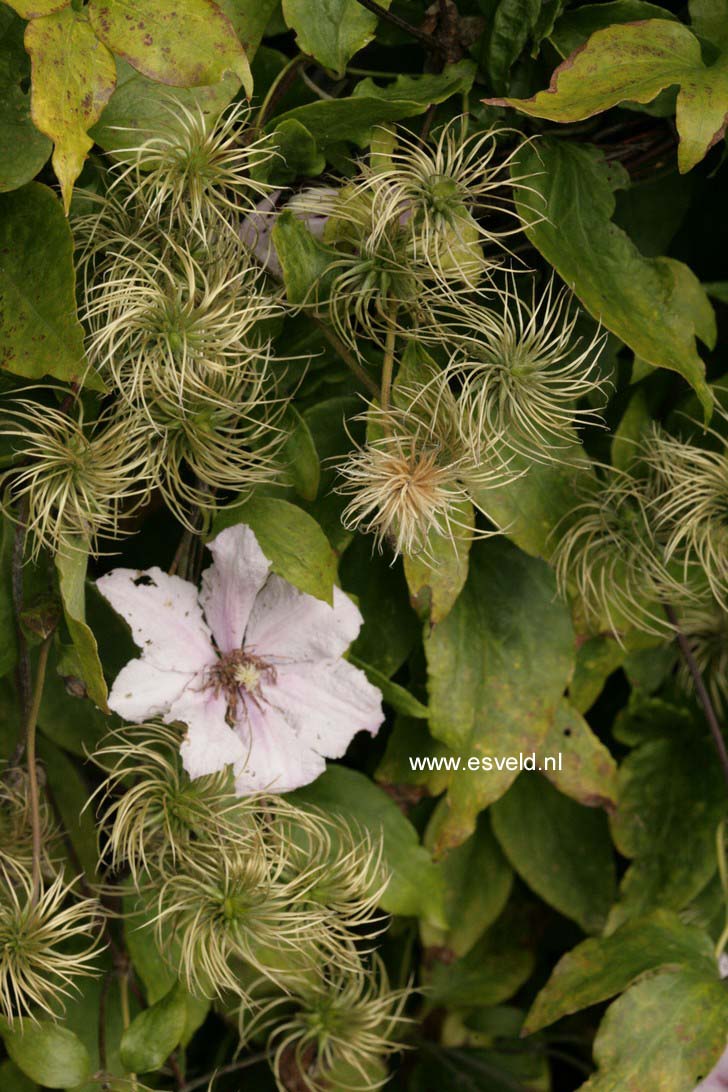 Clematis 'Marmori'