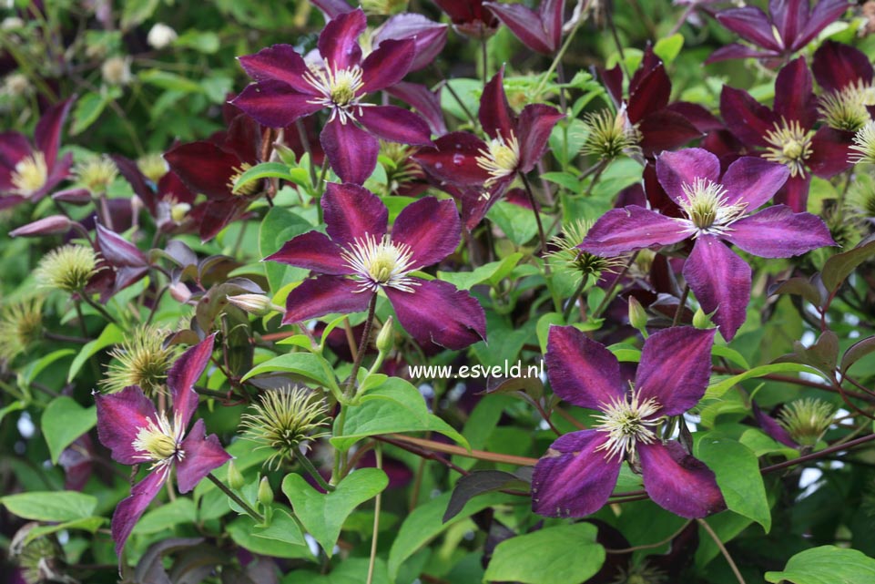 Clematis 'Mikelite'