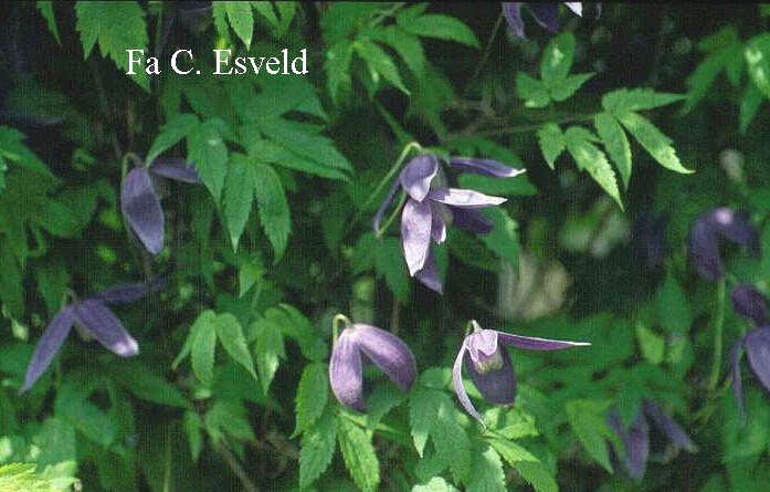 Clematis 'Pamela Jackman'