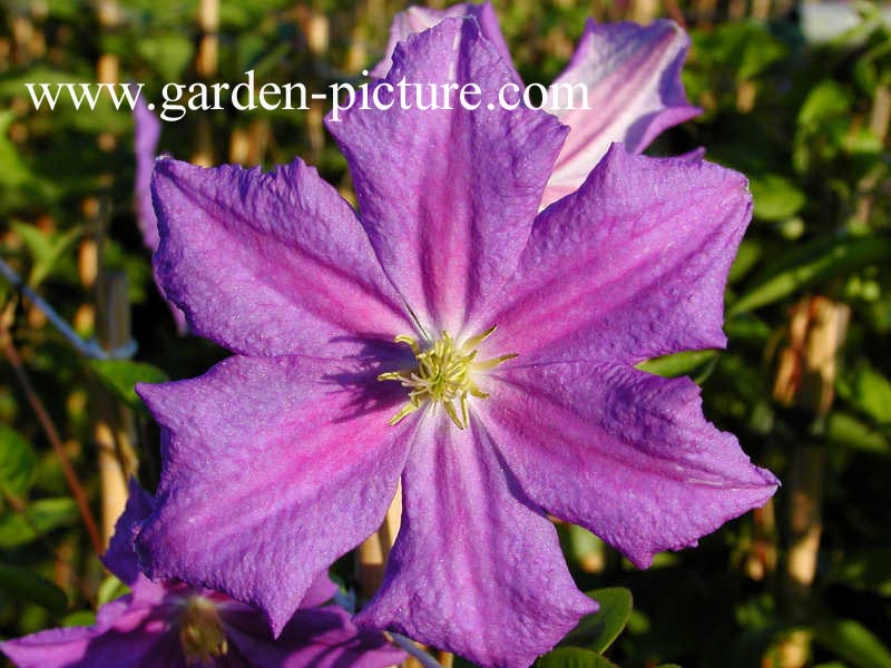 Clematis 'Perle d'Azur'