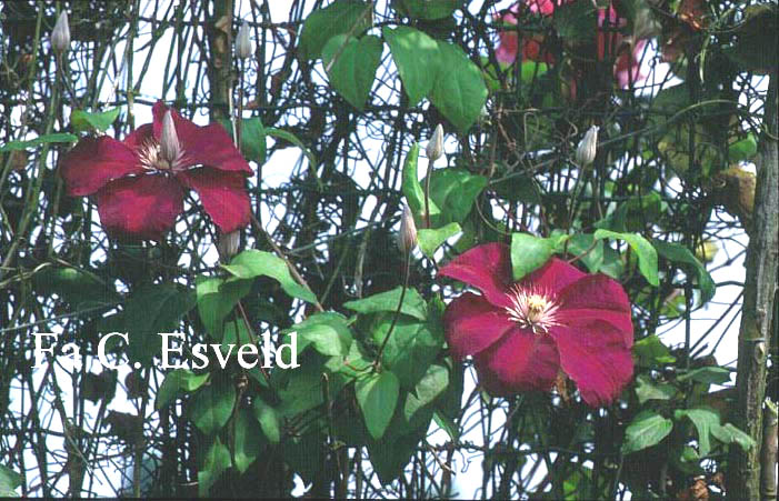 Clematis 'Rouge Cardinal'