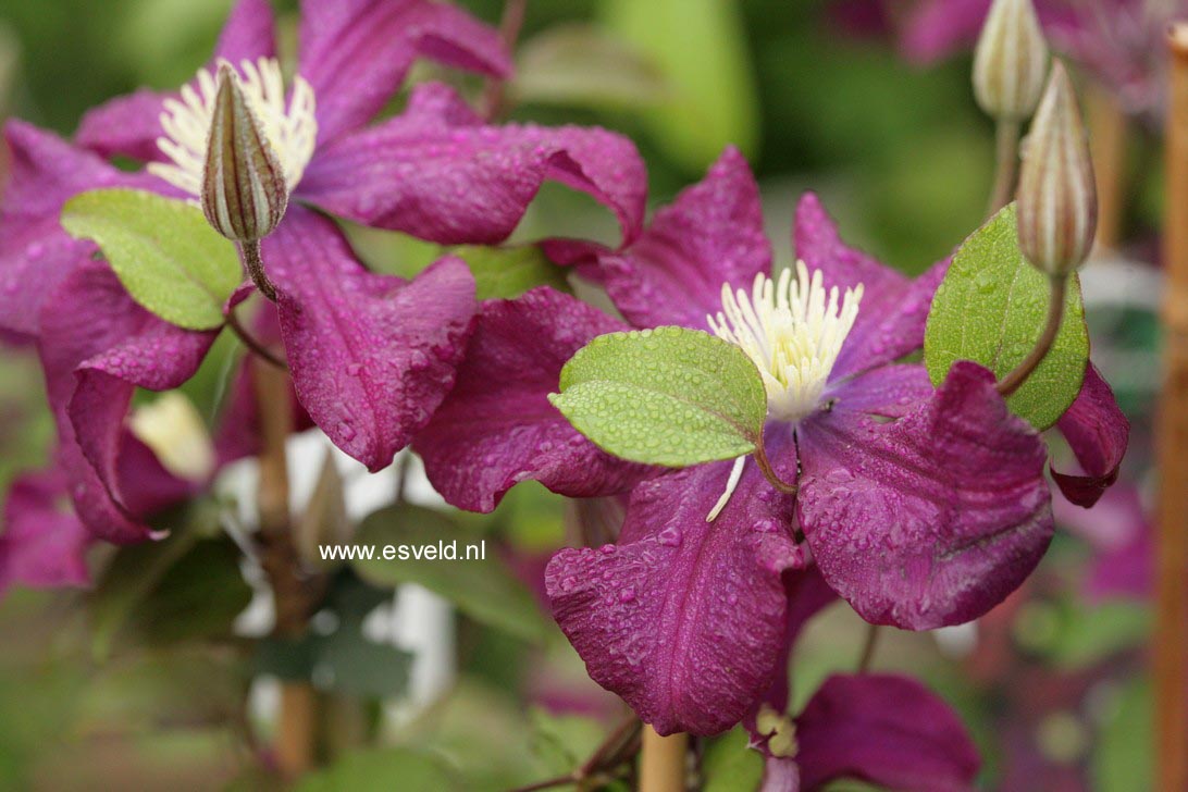 Clematis 'Warszawska Nike'