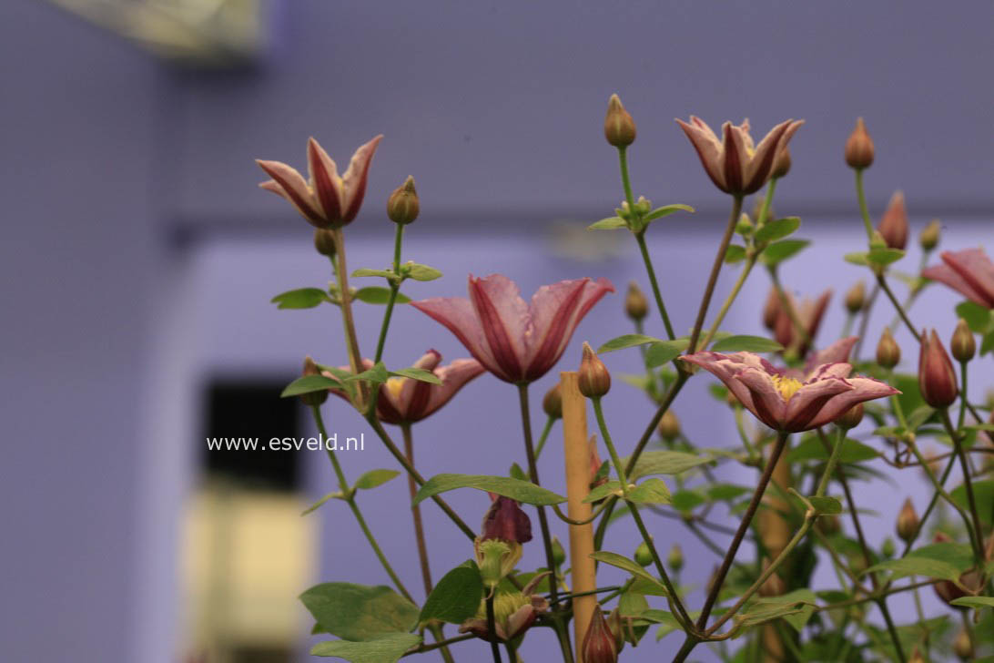 Clematis 'Zoexci' (EXCITING)