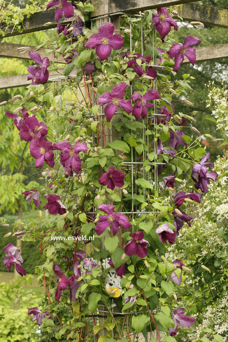 Clematis 'Zojapur' (JACKMANII PURPUREA)