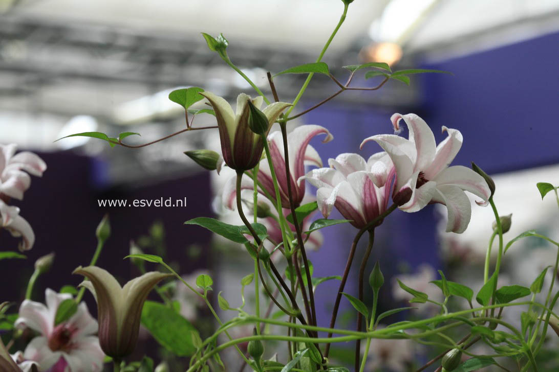 Clematis 'Zoprika' (PRINCESS KATE)