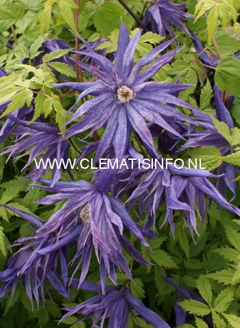 Clematis 'Zospi' (SPIKY)