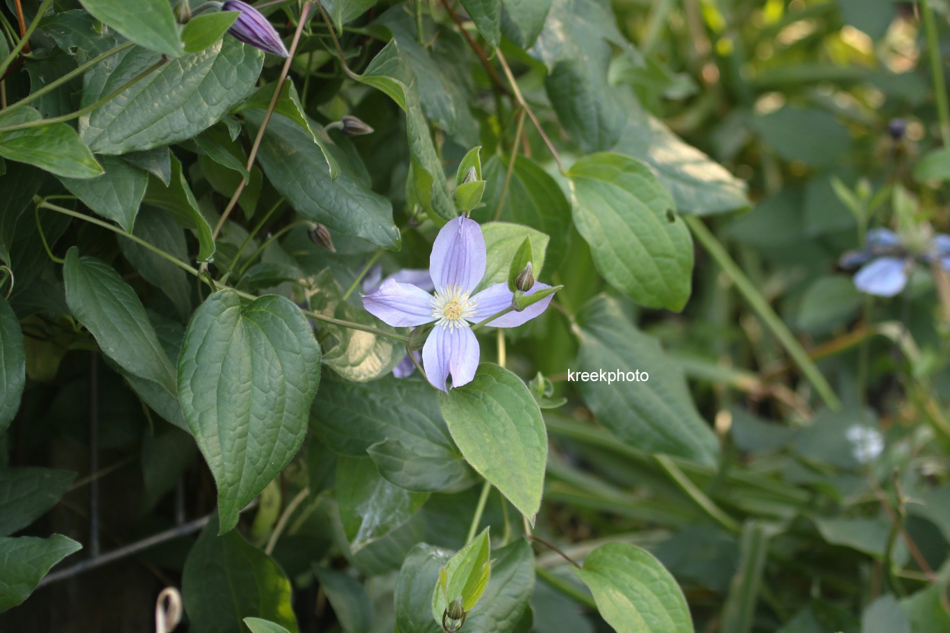 Clematis 'Zostarri' (STAR RIVER)