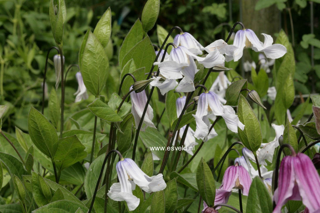Clematis 'Zotwi' (TWINKLE)