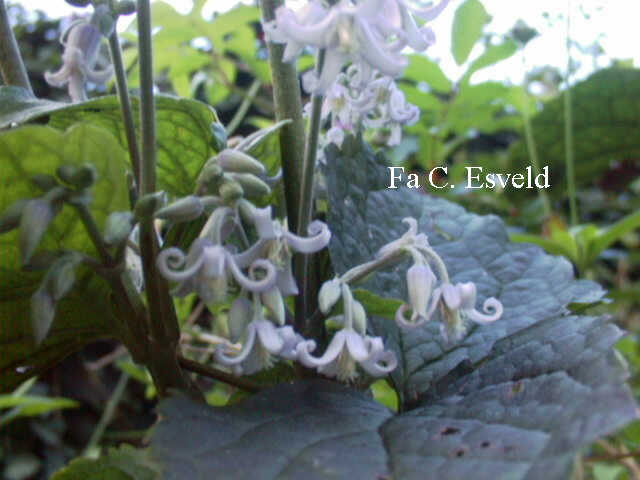 Clematis heracleifolia