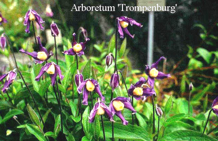 Clematis integrifolia