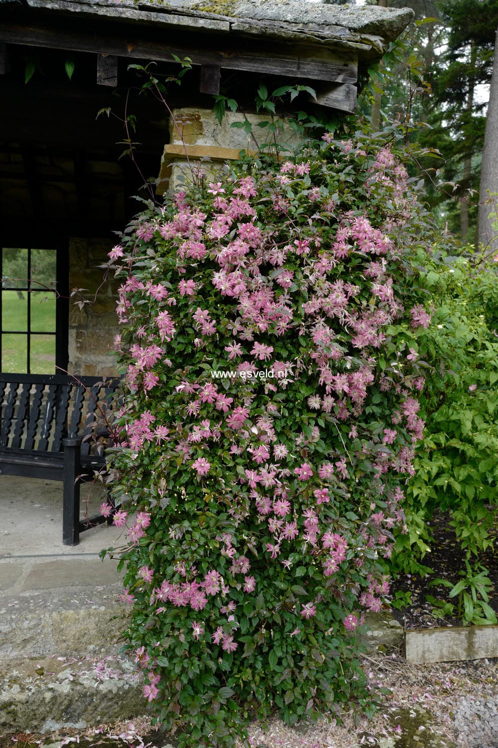 Clematis montana 'Freda'