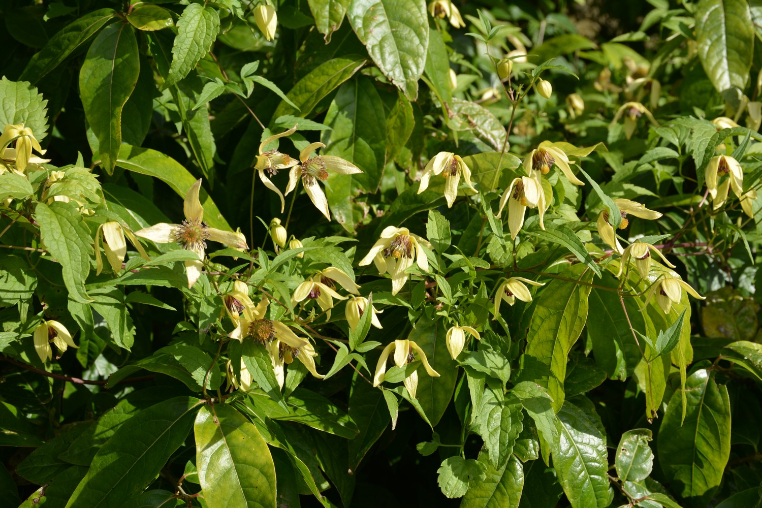 Clematis serratifolia