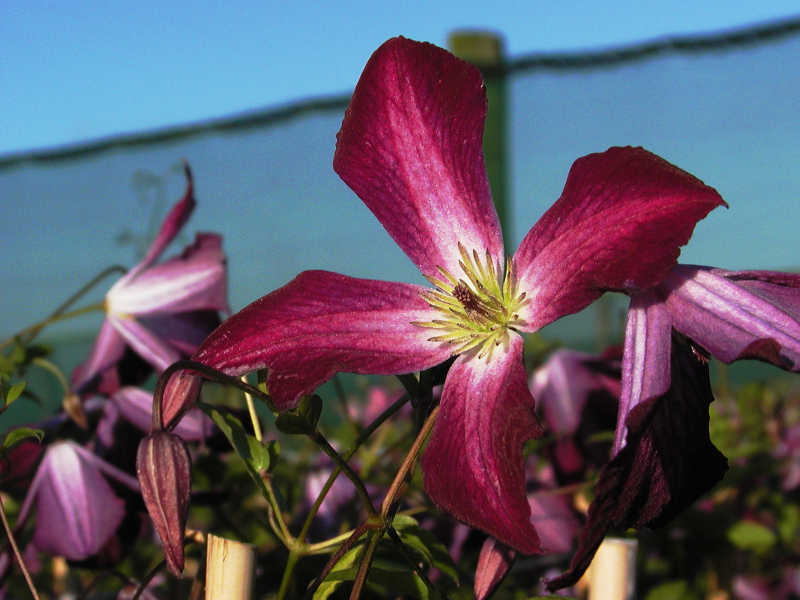Clematis viticella 'Walenburg'