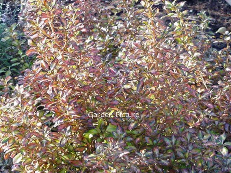 Coprosma 'Evening Glow'