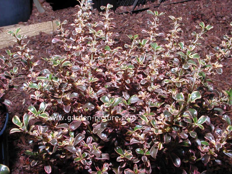 Coprosma 'Fire Burst'