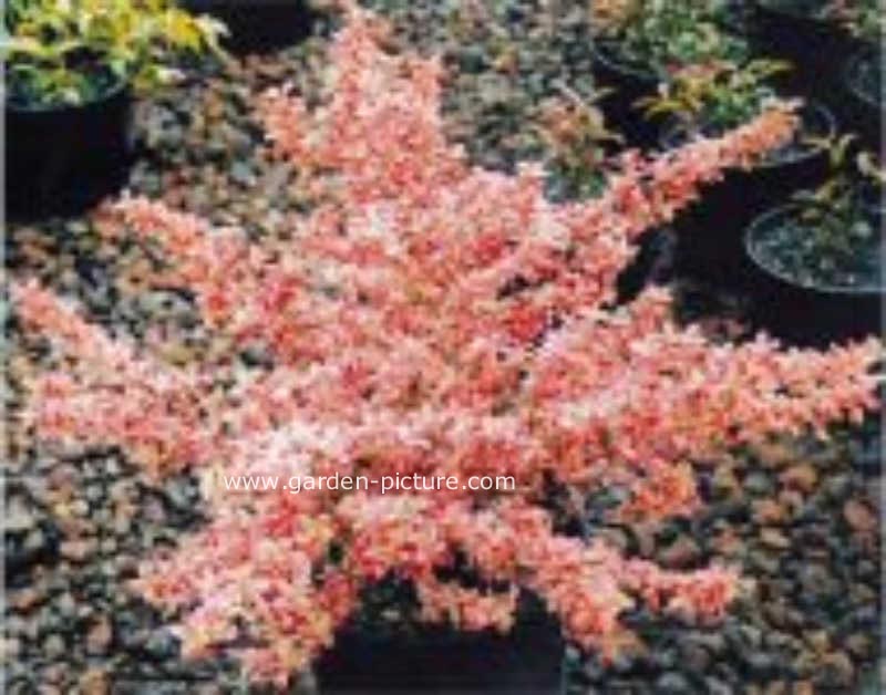 Coprosma 'Rainbow Surprise'