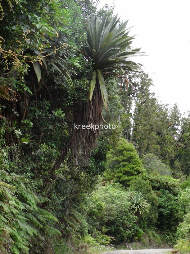 Cordyline indivisa