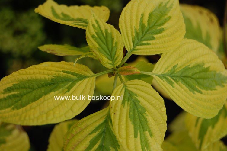 Cornus alternifolia 'W. Stackman' (GOLDEN SHADOWS)