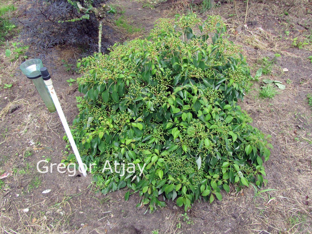 Cornus controversa 'Green Carpet'