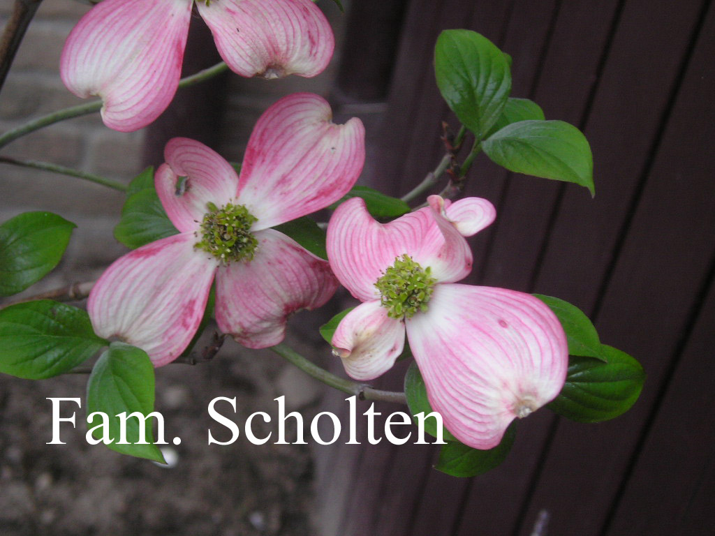 Cornus florida 'Cherokee Chief'
