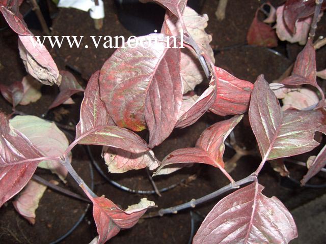 Cornus florida 'Green Glow'