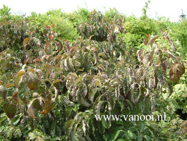 Cornus florida 'Purple Glory'