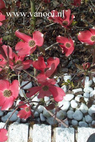 Cornus florida 'Royal Red'