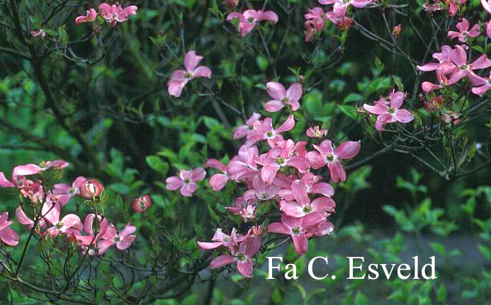 Cornus florida 'Rubra'