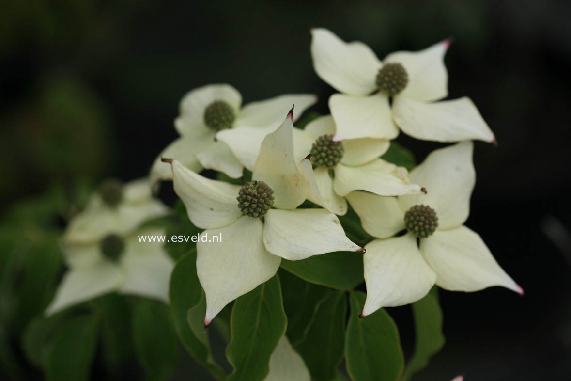 Cornus kousa 'All Summer'