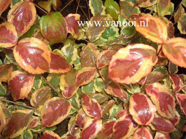 Cornus kousa 'Annelies'