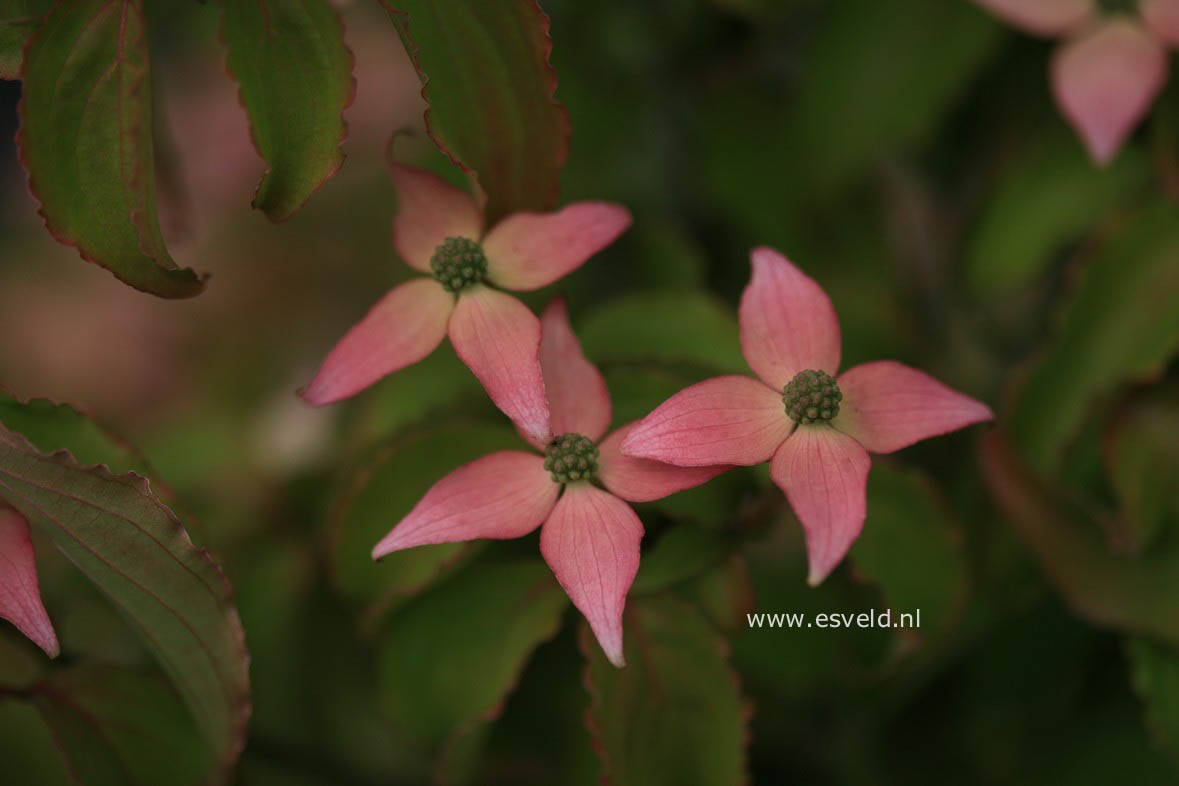 Cornus kousa 'Beni Fuji'