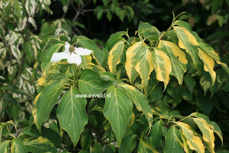 Cornus kousa 'Bonfire'