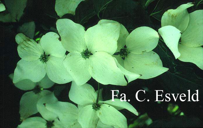 Cornus kousa 'Bultinck's Beauty'