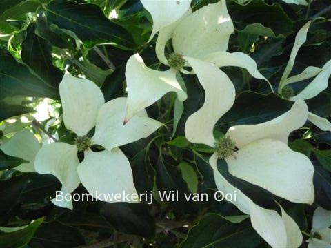 Cornus kousa 'Dr. Bump'