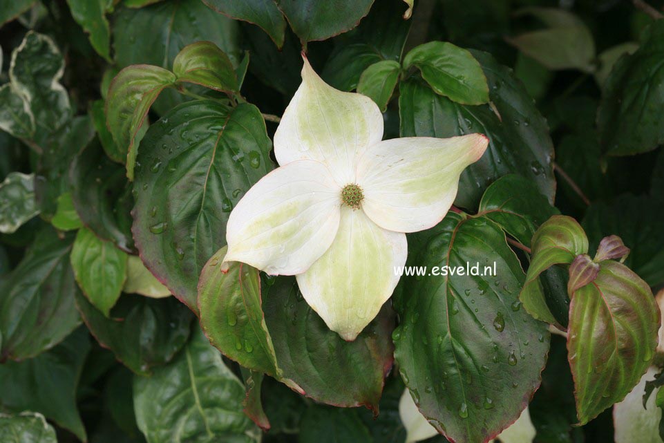 Cornus kousa 'Ed Mezitt'