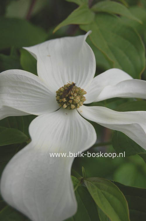 Cornus kousa 'KN4-43' (STARLIGHT)
