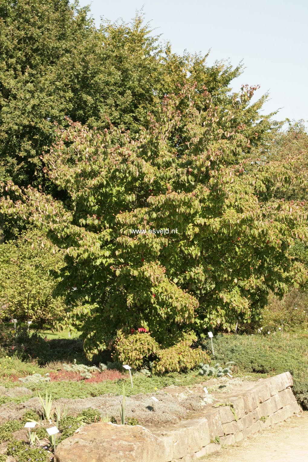 Cornus kousa 'Kreuzdame'