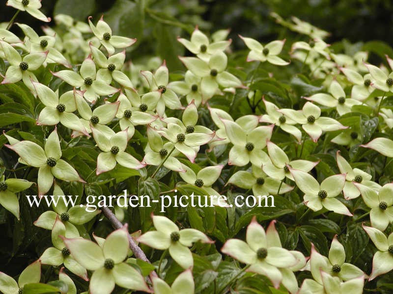 Cornus kousa 'Miss Petty'