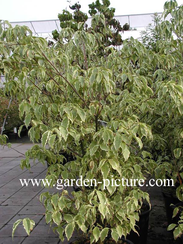 Cornus kousa 'Peve Limbo'