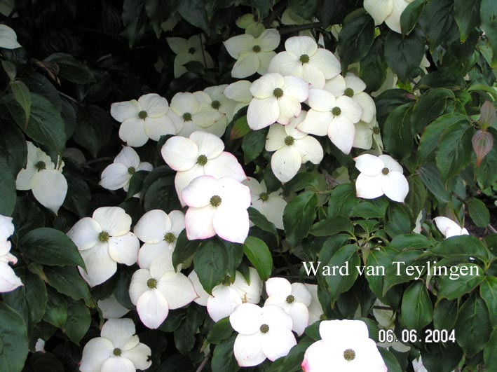 Cornus kousa 'Rasen'