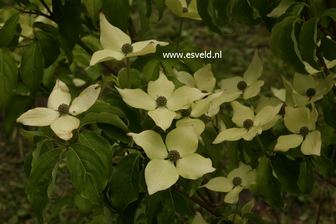 Cornus kousa 'Robert's Selectie'